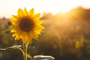 Sunflower contact pic A sunflower is shown in the sun.